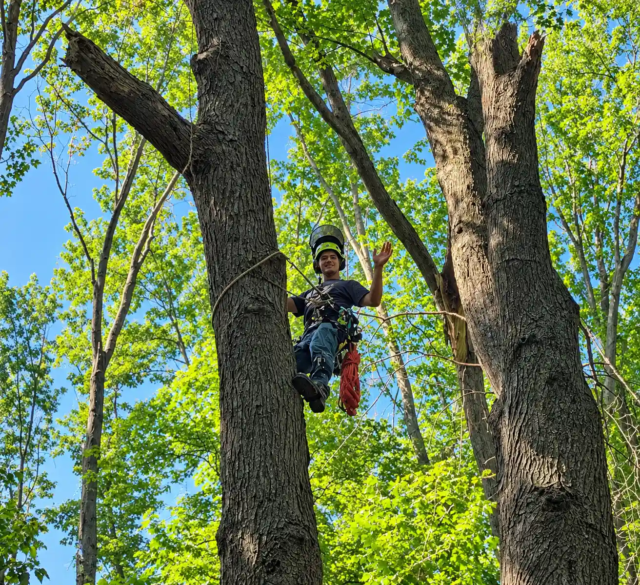 Arborist Waving in the Forest Canopy